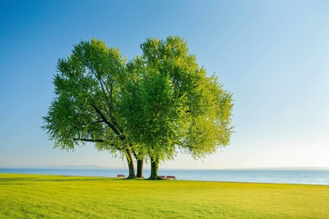 Large single silver maple on the shore of Lake Constance near Arbon in Thurgau