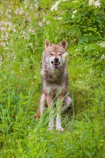 A eurasian gray wolf (Canis lupus lupus) sits on a hill in green vegetation