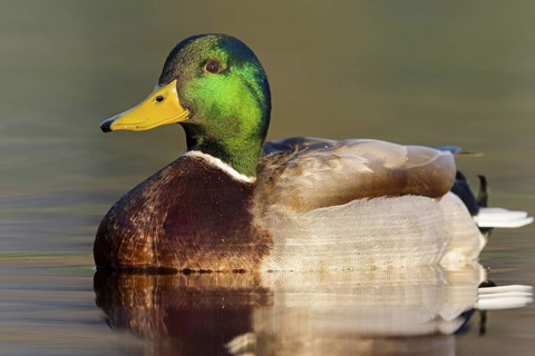 Mallard, (Anas platyrhynchos), male, drake, animals, birds, duck birds, Rosensteinpark, Stuttgart,