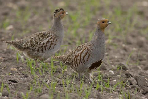 Grey Partridge (Perdix perdix) pair, Lake Neusiedl, Austria