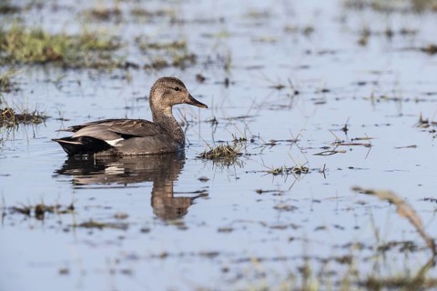 Gadwall (Mareca strepera), Lower Saxony, Germany