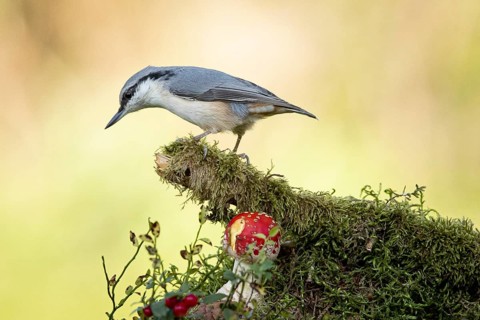 Eurasian Nuthatch (Sitta europaea), Smaland, Sweden