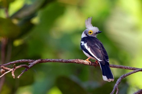 White-crested spectacled vanga, (Prionops plumatus), (Prionops plumata), family of vanga shrikes,