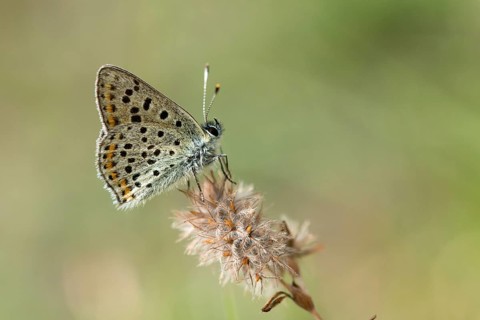 Brown moth, Lycaena tityrus, sulfur bird, sooty purple-edged copper, birds, butterfly, insects,