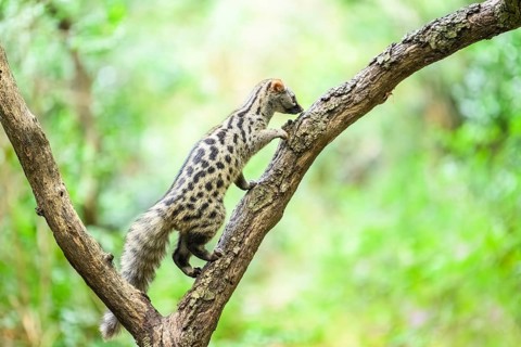 Common genet (Genetta genetta), climbing on a tree wildlife in a forest, Montseny National Park,