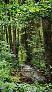 A narrow watercourse runs through a dense, green forest, Kosertal nature park Trail near Wirsberg
