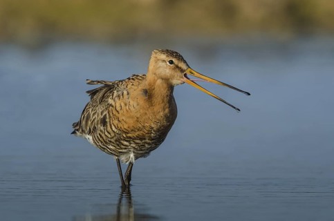 Black-tailed Godwit (Limosa limosa) calling, Schleswig-Holstein, Germany