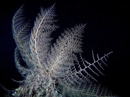 Naked Basket Star (Astroboa nuda)