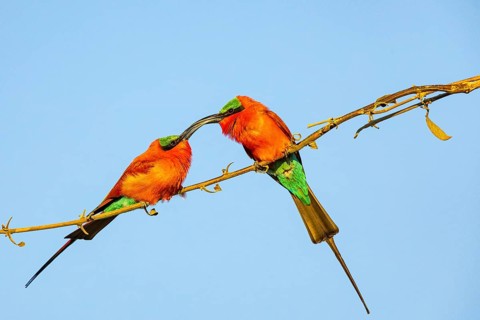 Carmine Bee-eater (Merops nubicus) Courtship behavier South Luangwa NP Zambia August