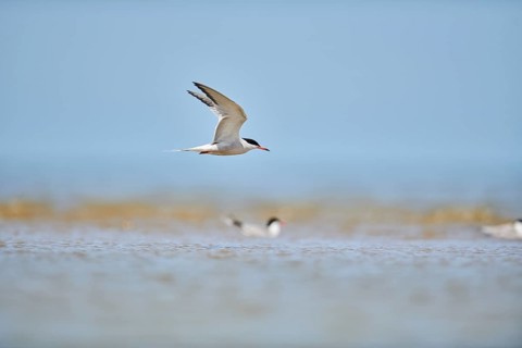Elegant tern (Thalasseus elegans) flying in the sky above the sea, hunting, ebro delta, Catalonia,