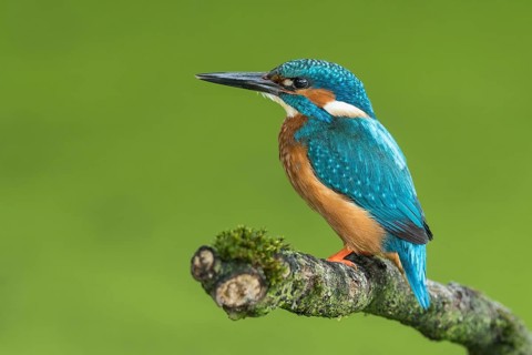 Common Kingfisher (Alcedo atthis) male perched on a branch, Lower Saxony, Germany