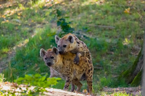 A mating couple of spotted hyena (Crocuta crocuta), or laughing hyena