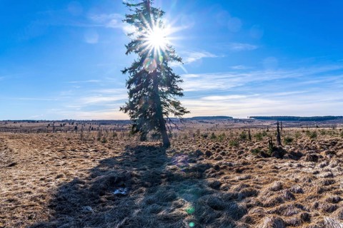 The High Fens, raised bog, in the Eifel and Ardennes region, High Fens-Eifel nature park Park,