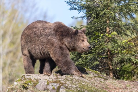 One adult male eurasian brown bear (Ursus arctos arctos) appearing behind mossy rocks in bright