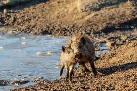 Two young wild boars (Sus scrofa) play fighting and dominance