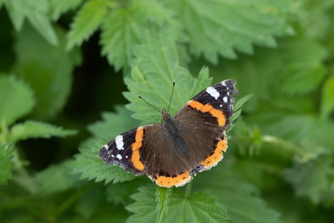 Red admiral butterfly (Vanessa atalanta) adult insect resting on Stinging nettle (Urtica dioica)
