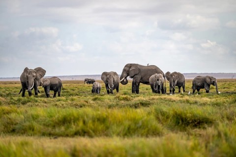 African elephant (Loxodonta africana), herd of young animals in Amboseli National Park, Rift Valley