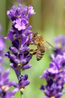 Honey bee (Apis mellifera) on a lavender flower (Lavandula angustifolia), macro photograph,