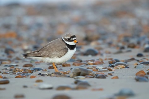 Ringed plover (Charadrius hiaticula) adult wader bird on a beach in summer, England, United Kingdom