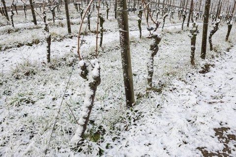 Snow-covered vines near Korb in the Rems Valley, near Stuttgart, Baden-Württemberg, Germany