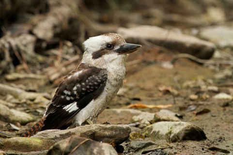Laughing Kookaburra (Dacelo novaeguineae), Queensland, Australia