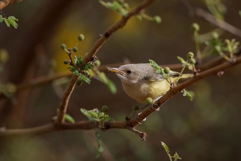 Yellow-breasted Apalis (Apalis flavida) perched on a twig with insect in beak, Senegal