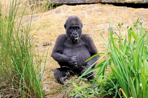 Western gorilla (Gorilla gorilla), young animal, sitting, sitting on ground, eating, alert