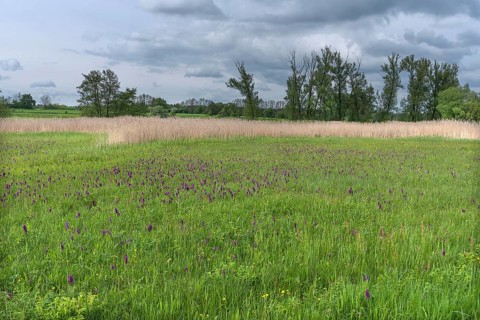 Moorland spotted orchid (Dactylorhiza maculata) in a meadow, Schrobenhausen, Upper Bavaria Germany