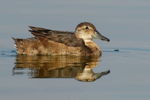 Black-headed Duck (Heteronetta atricapilla) female, Santiago Metropolitan, Chile