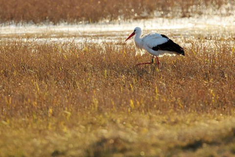 A white stork strides gracefully across a sunlit in wetland of the Emporda, surrounded by tall