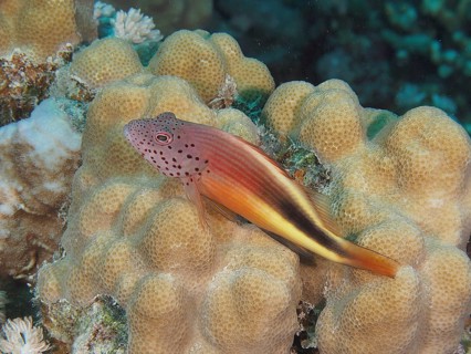 Black-sided hawkfish (Paracirrhites forsteri)