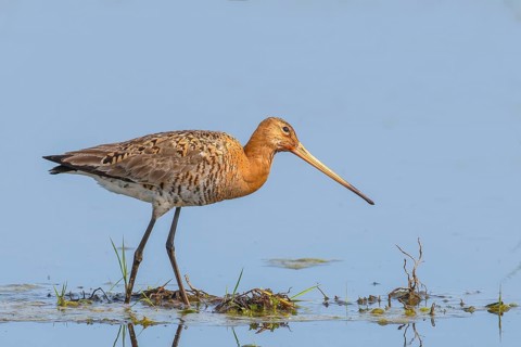 Black-tailed godwit (Limosa limosa) wading through shallow water, Dümmer, lake, wildlife, snipe