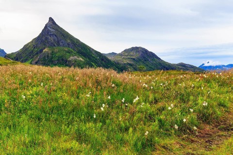 Common cottongrass (Eriophorum angustifolium), pyramid-shaped mountain Volandstinden, Volandstind,