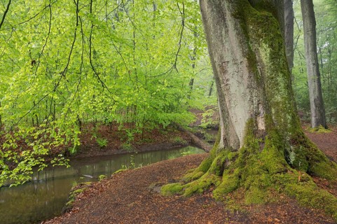 Stream and beech forest in spring, with fresh beech leaves, Oberhausen, Ruhr area, North