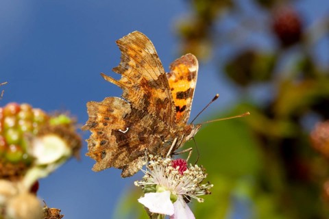 Comma butterfly (Polygonia c-album) feeding on flowers against a bright blue sky in Sussex, UK