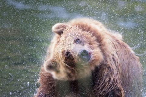 Grizzly Bear (Ursus arctos horribilis) shaking wet fur, British Columbia, Canada