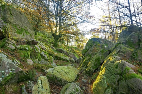 Beautiful forest on the way to the top of Mount Adarra in Urnieta, near San Sebastian. Gipuzkoa,