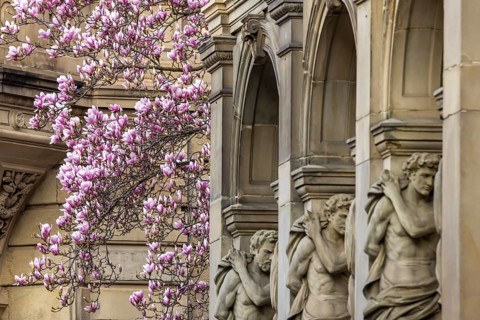 Magnolia blossom in Stuttgart. Magnolias (Magnolia) bloom throughout the city in spring. Stuttgart,