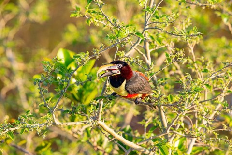 Chestnut-eared aracari (Pteroglossus castanotis) Pantanal Brazil#