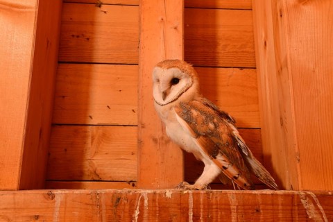 Western Barn Owl (Tyto alba) juvenile in loft, North Rhine-Westphalia, Germany
