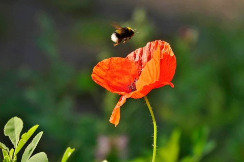 Poppy flower, June, Germany