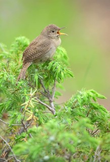 House Wren (Troglodytes aedon), Texas, USA