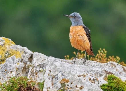 Common Rock Thrush (Monticola saxatilis) male perched on a rock, Asturias, Spain