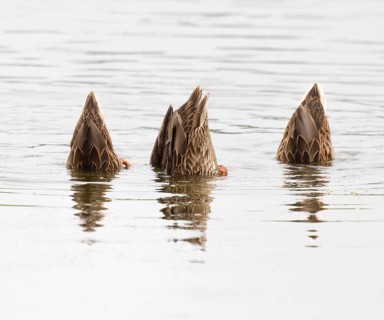 Mallard duck (Anas platyrhynchos), three females digging, with the head under the water surface on
