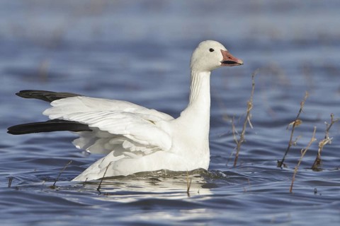Snow Goose (Anser caerulescens), New Mexico, USA