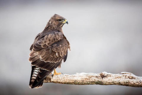 Common Buzzard (Buteo buteo), Castile-La Mancha, Spain