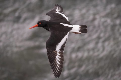Oystercatcher (Haematopus ostralegus) in flight, Hvalfjörður, Iceland