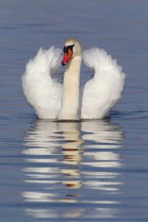 Mute Swan (Cygnus olor), Baden-Wuerttemberg, Germany