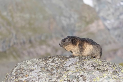 One Alpine Marmot, Marmota marmota, sitting on a rock and mountains in the distant background. Side
