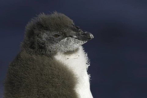 Southern Rockhopper Penguin (Eudyptes chrysocome), Falkland Islands